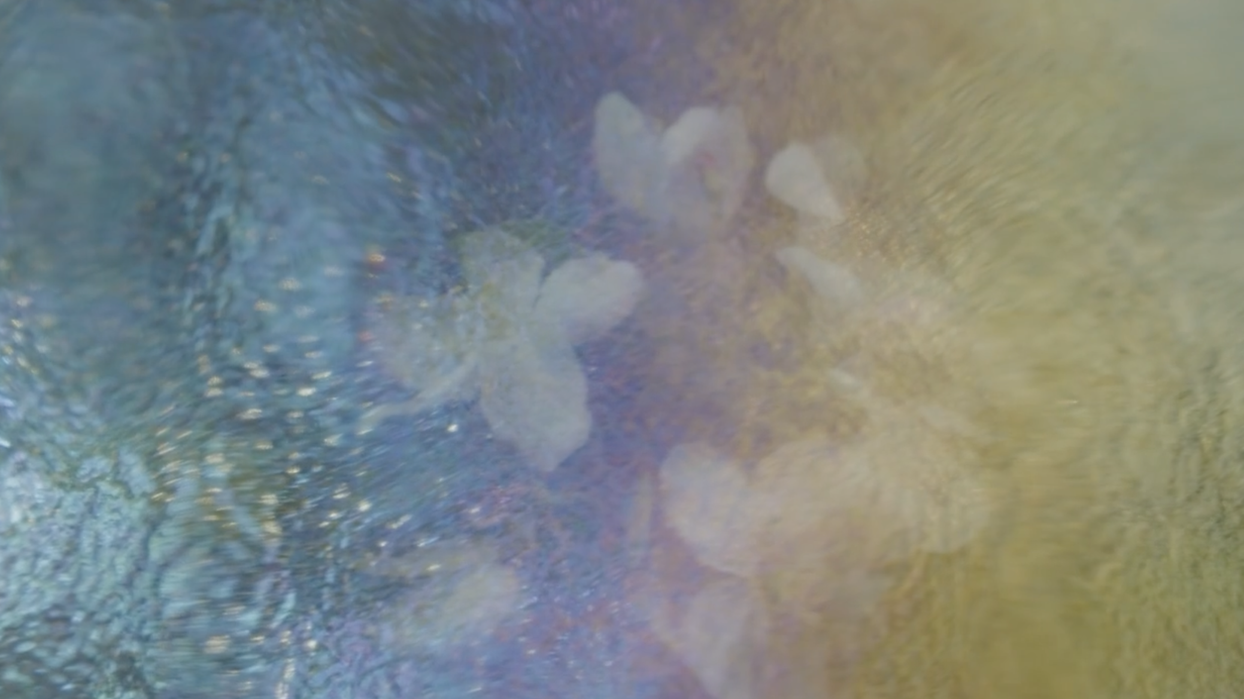 Video: Experiments in Entanglement, 2024