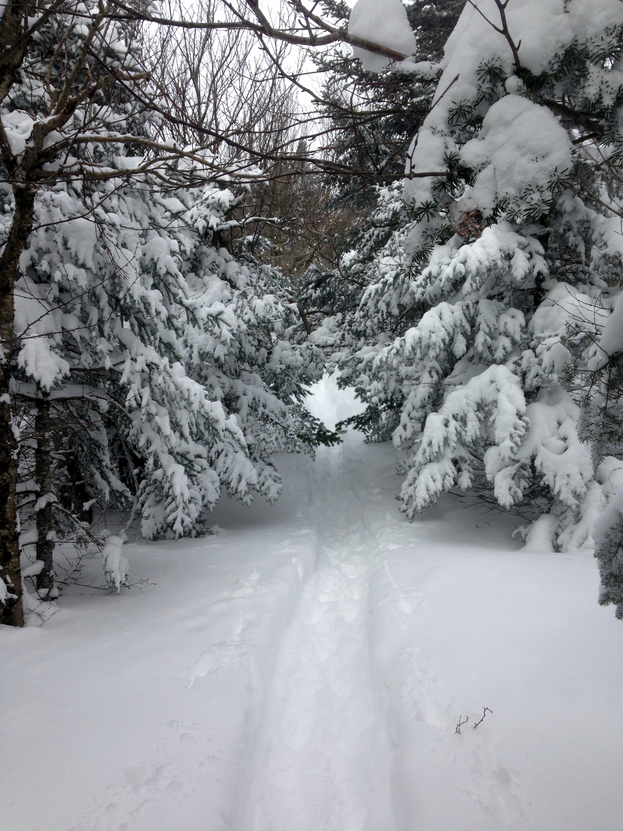 The trail up Panther