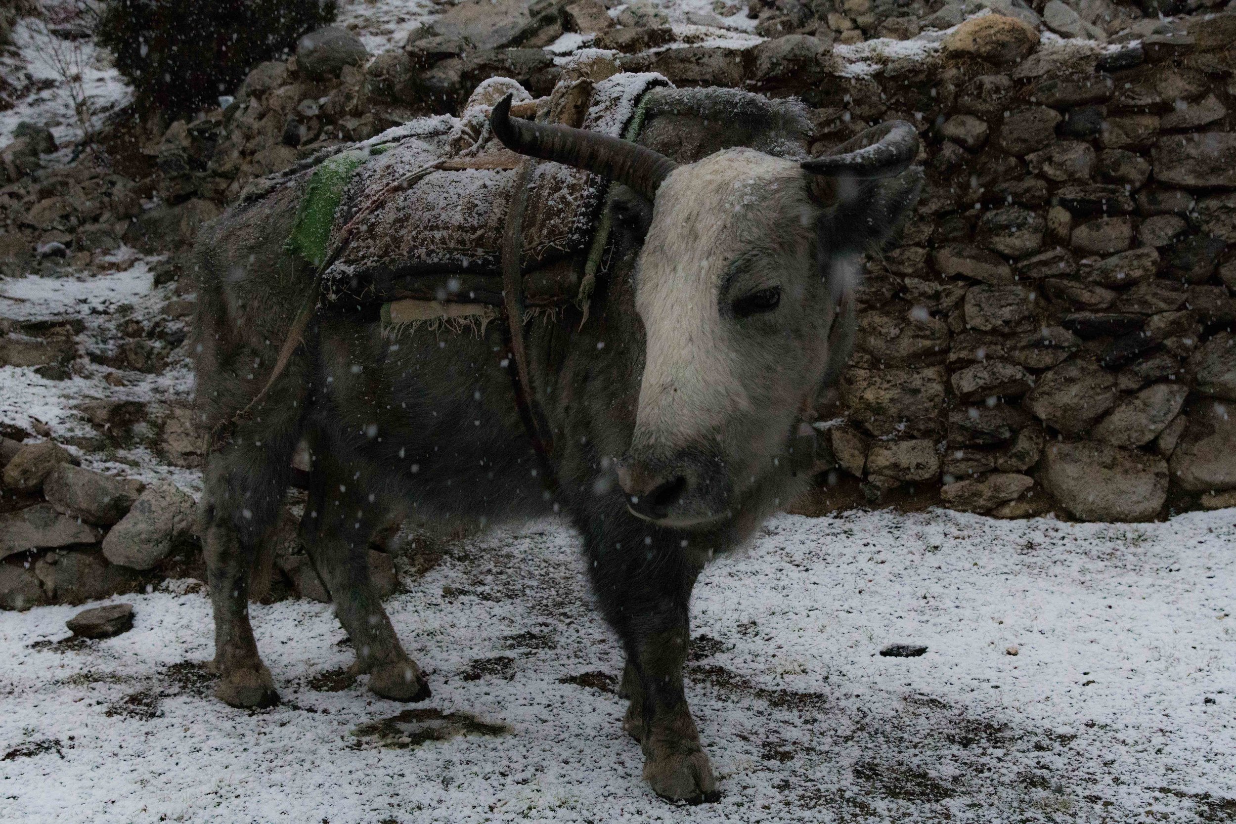 Yak in Pangboche at the start of a thunder snow storm