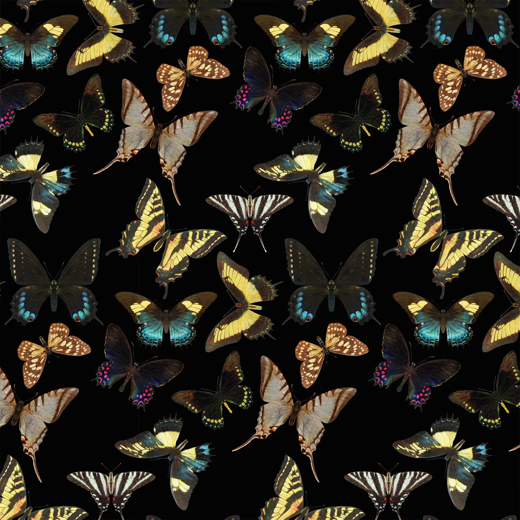 Mariposas mexicanas I