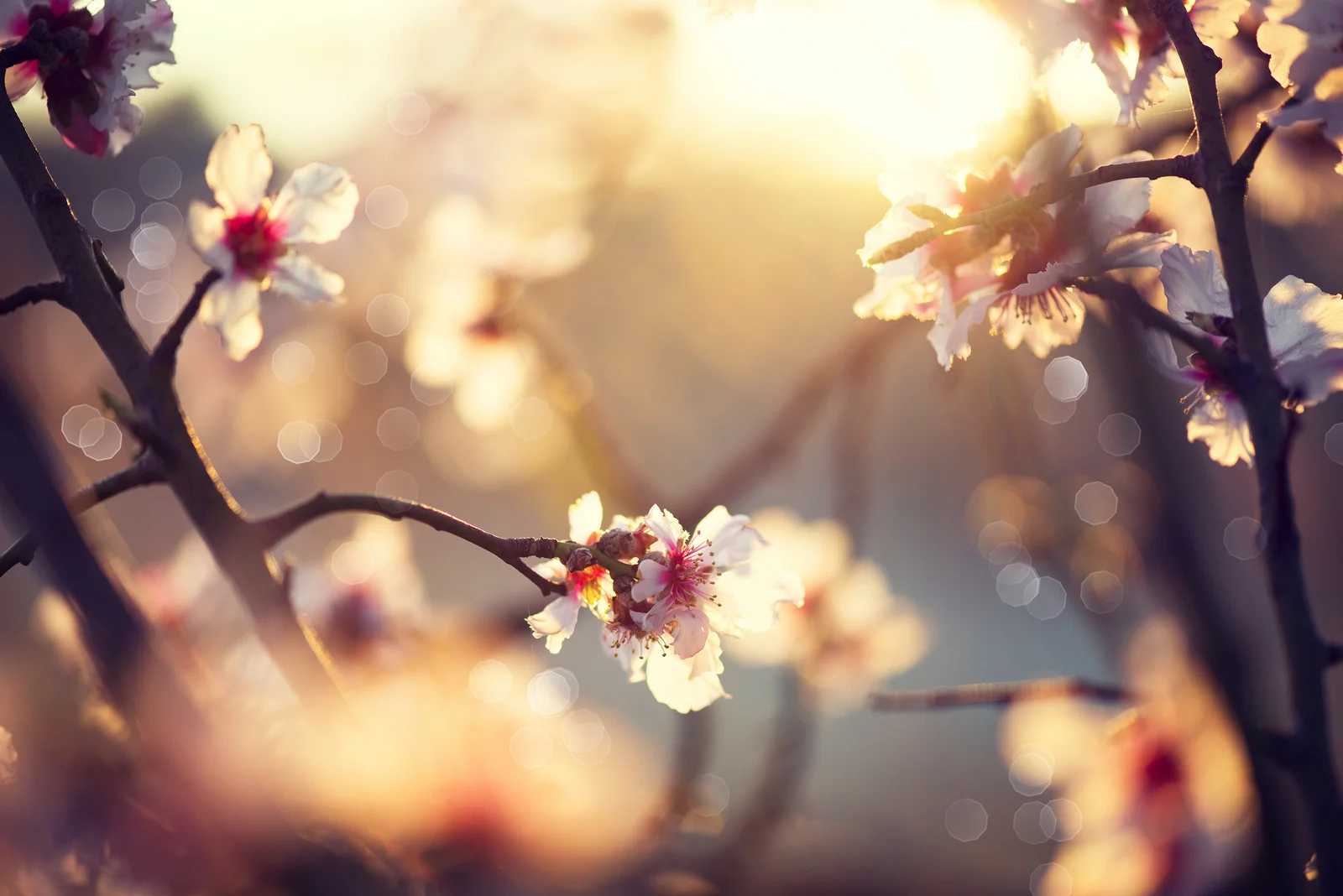 bigstock-Spring-blossom-background-Bea-84861653.jpg