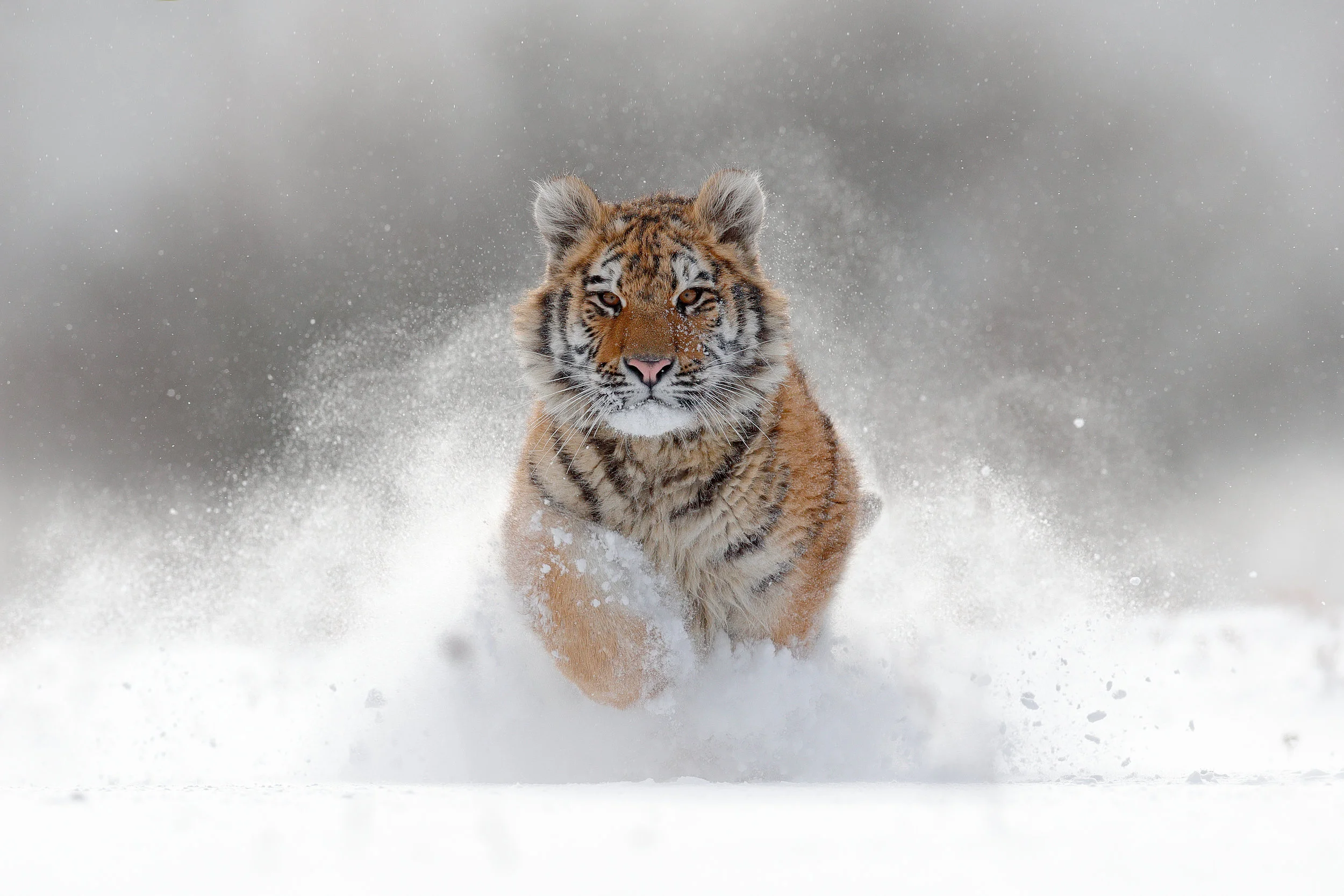 Tiger Retreat | KH