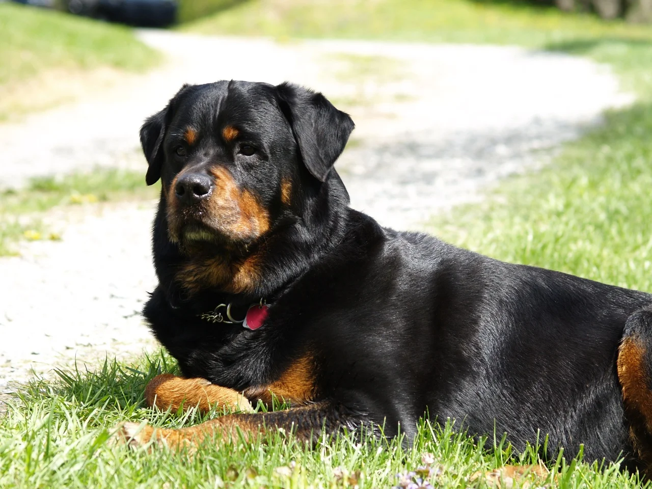 Honoring the Animal Soul