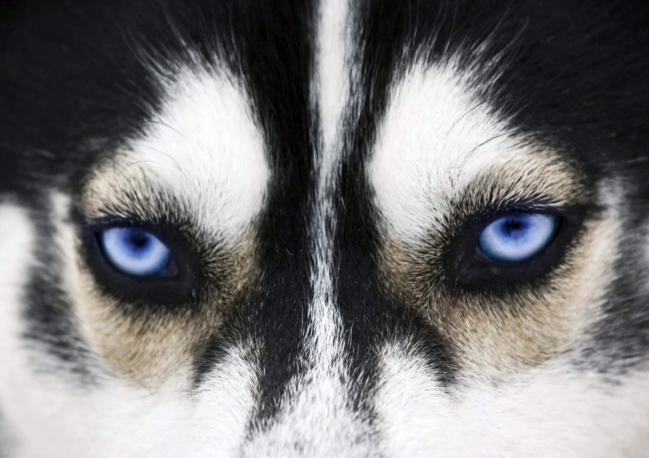 Advanced Canine Health