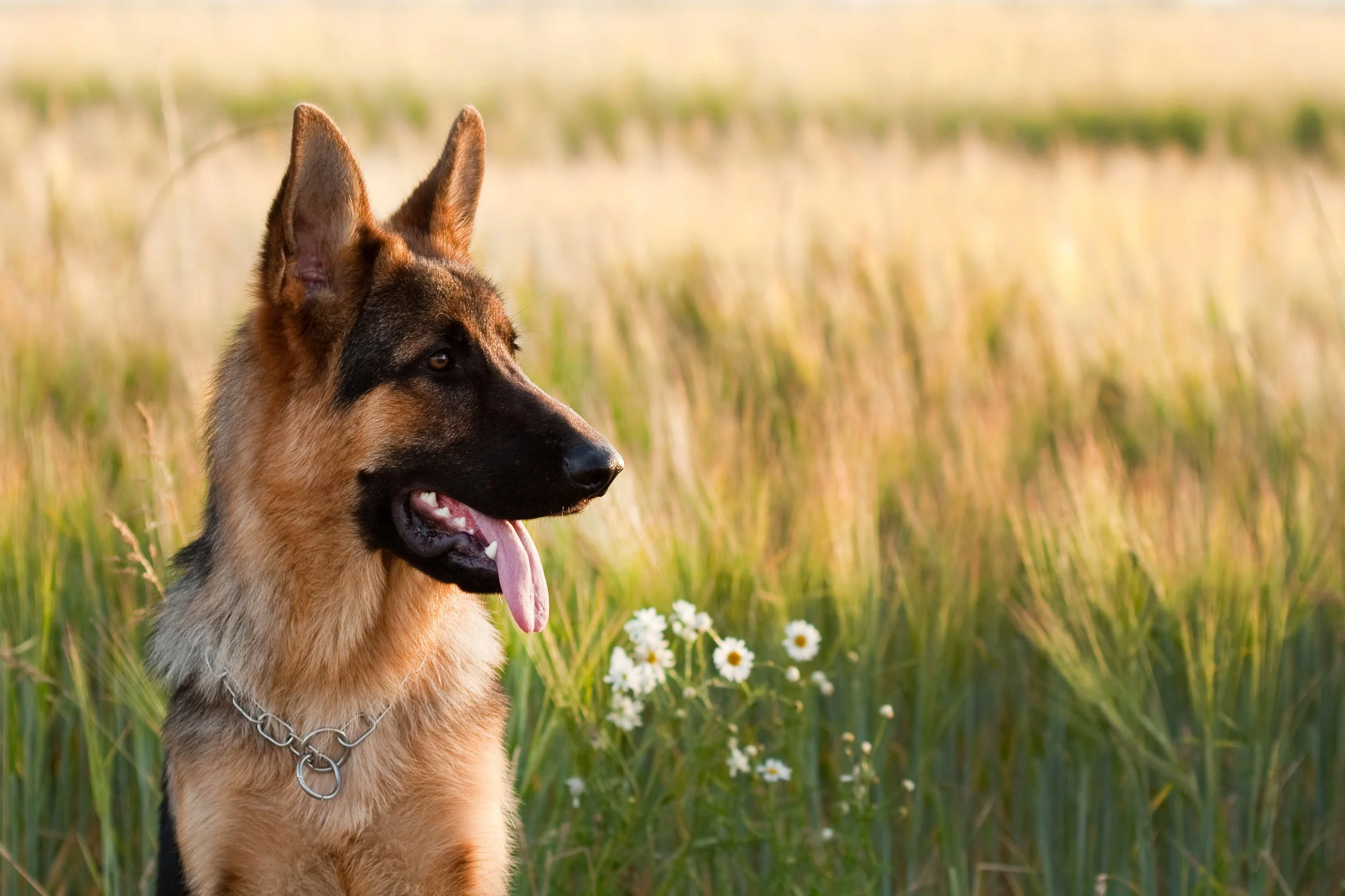 Where Does Your Dog Begin?