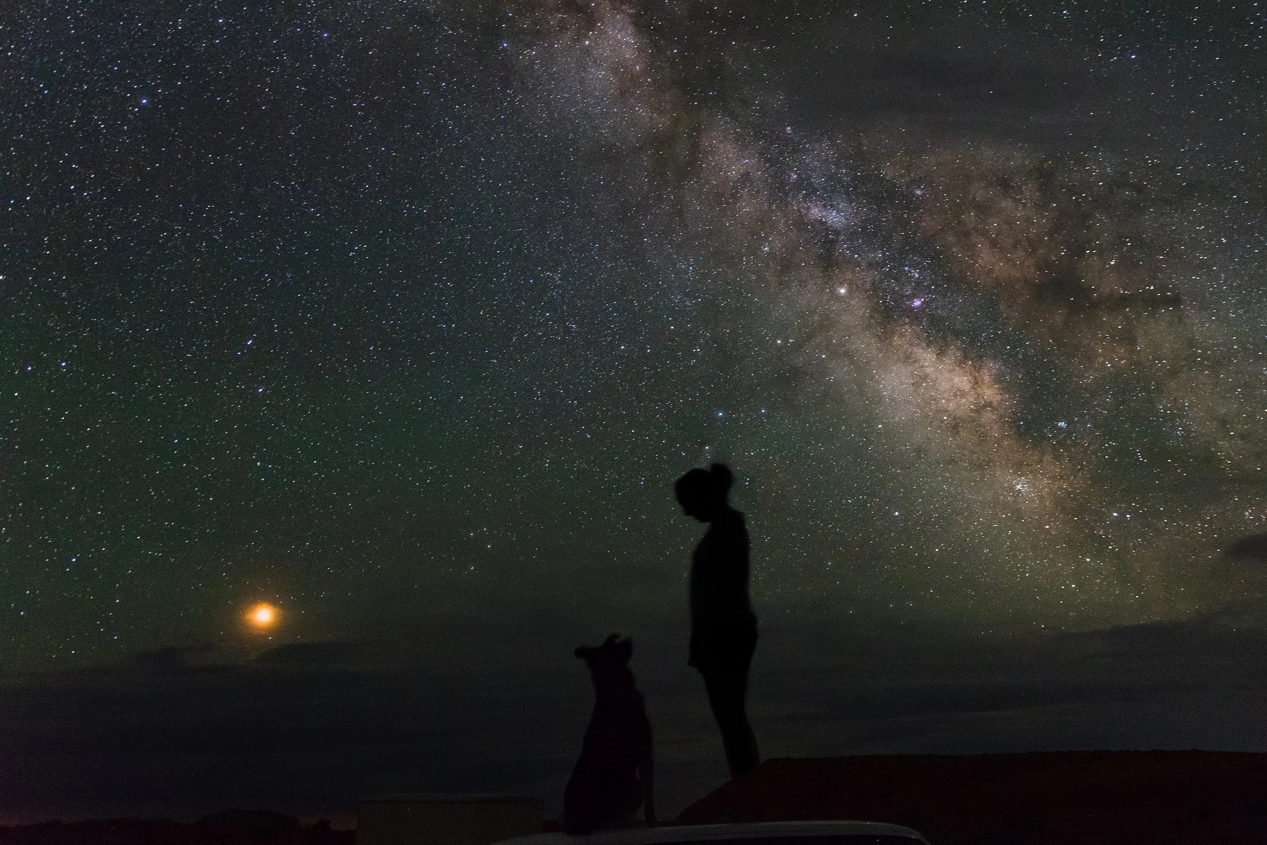 Astrological Influences on Canine Fields