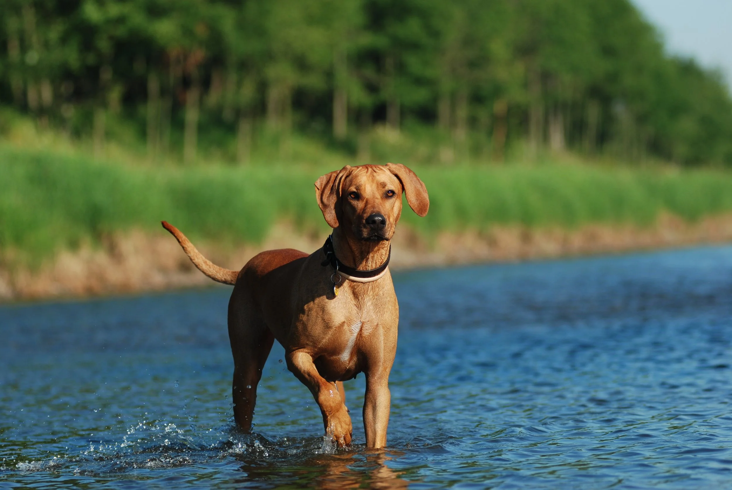 Nature’s Medicine for our Dogs, Canine Natural Rearing
