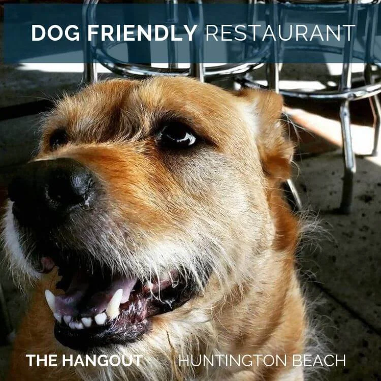 DOG-FRIENDLY-RESTAURANT-HUNTINGTON-BEACH.jpg