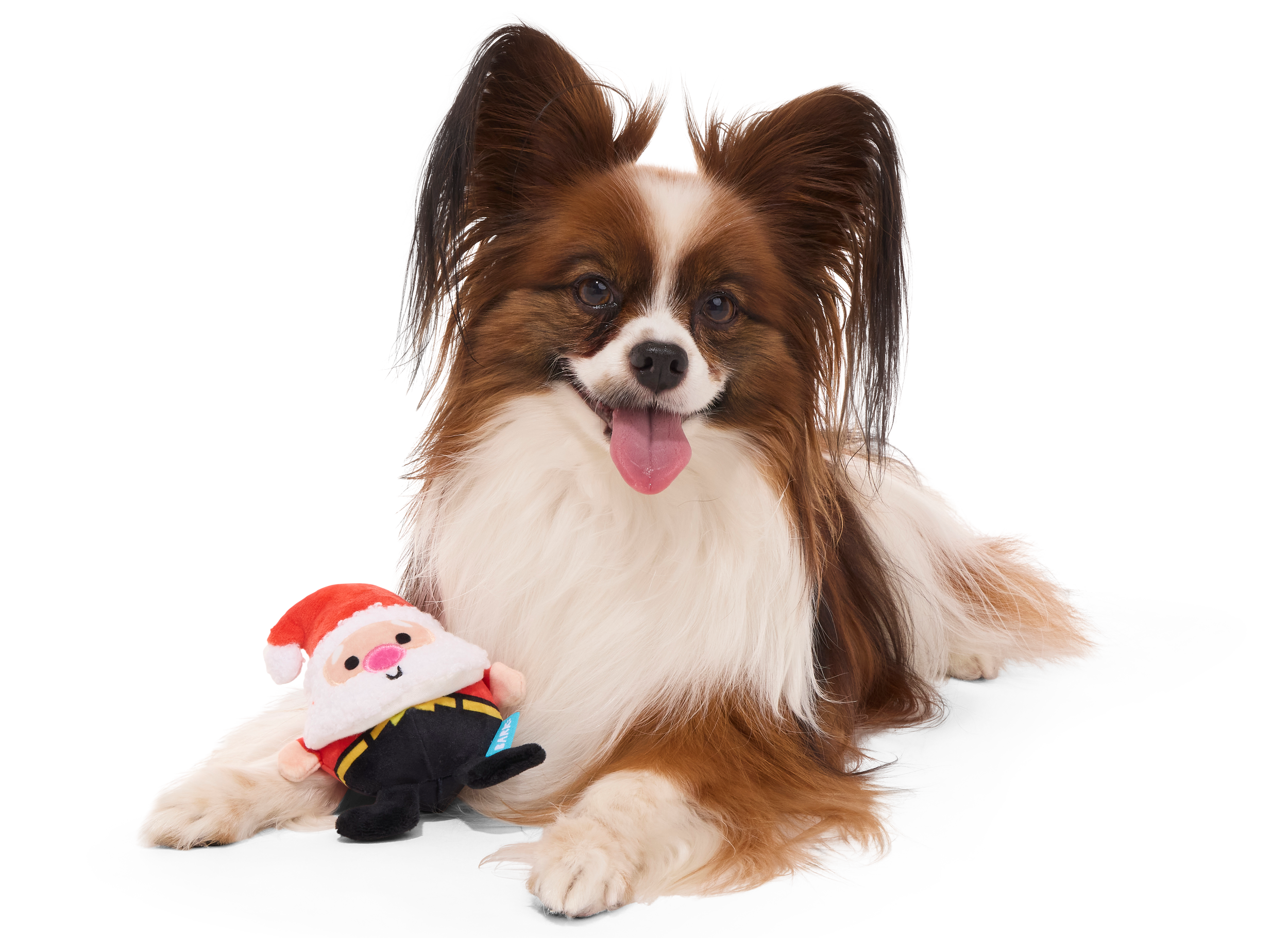 holidaybox_dog.png