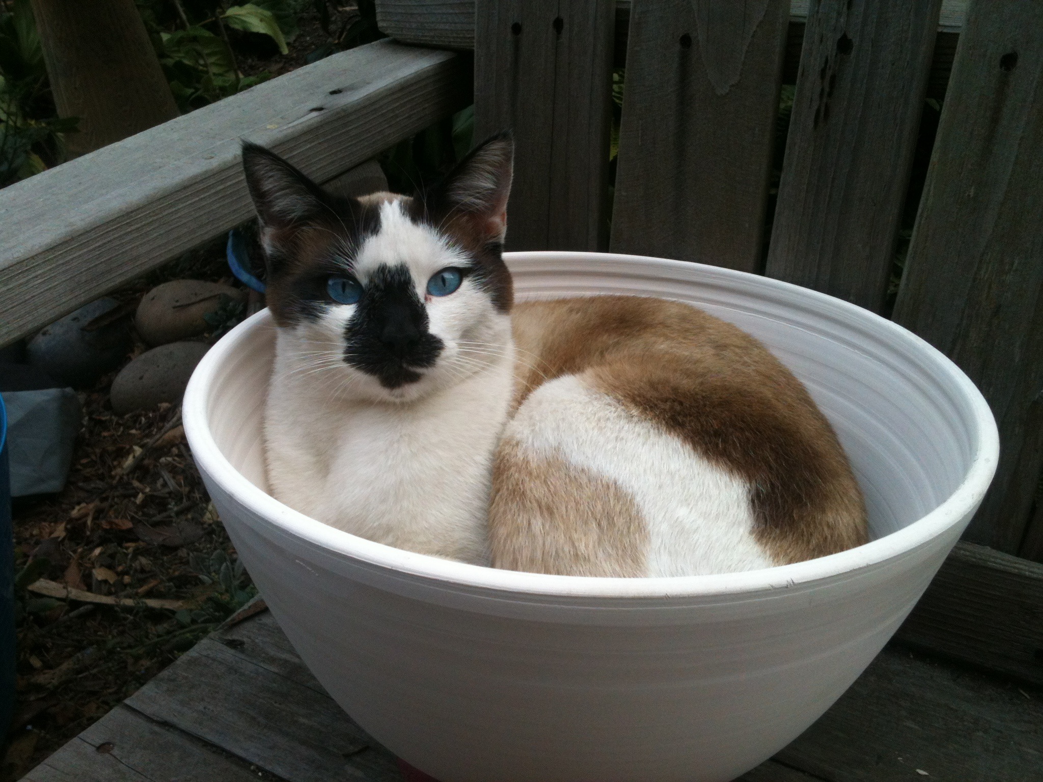 Maisie in a bowl