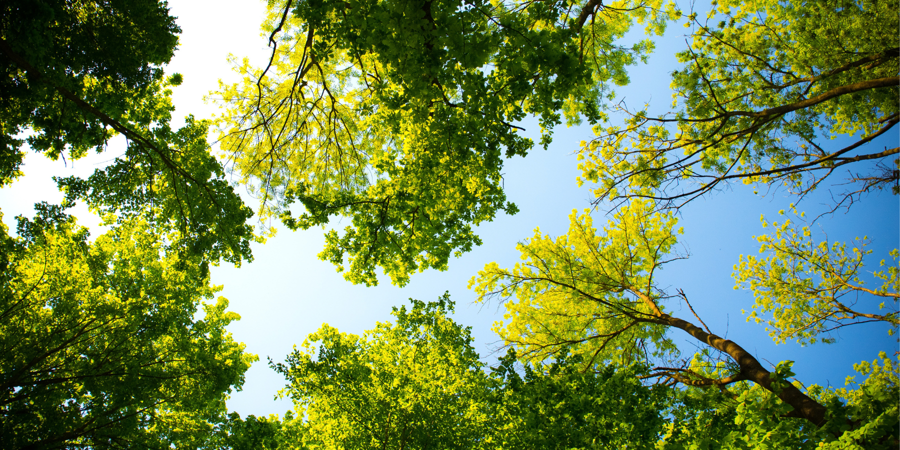March Celebration Gathering @ Einstein Park