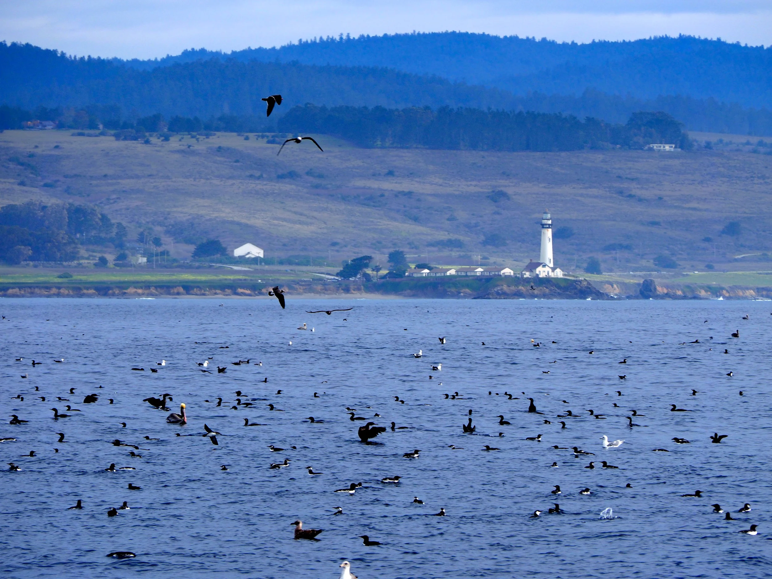 Half Moon Bay to Santa Cruz