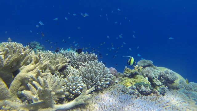Chesterfield Reef
