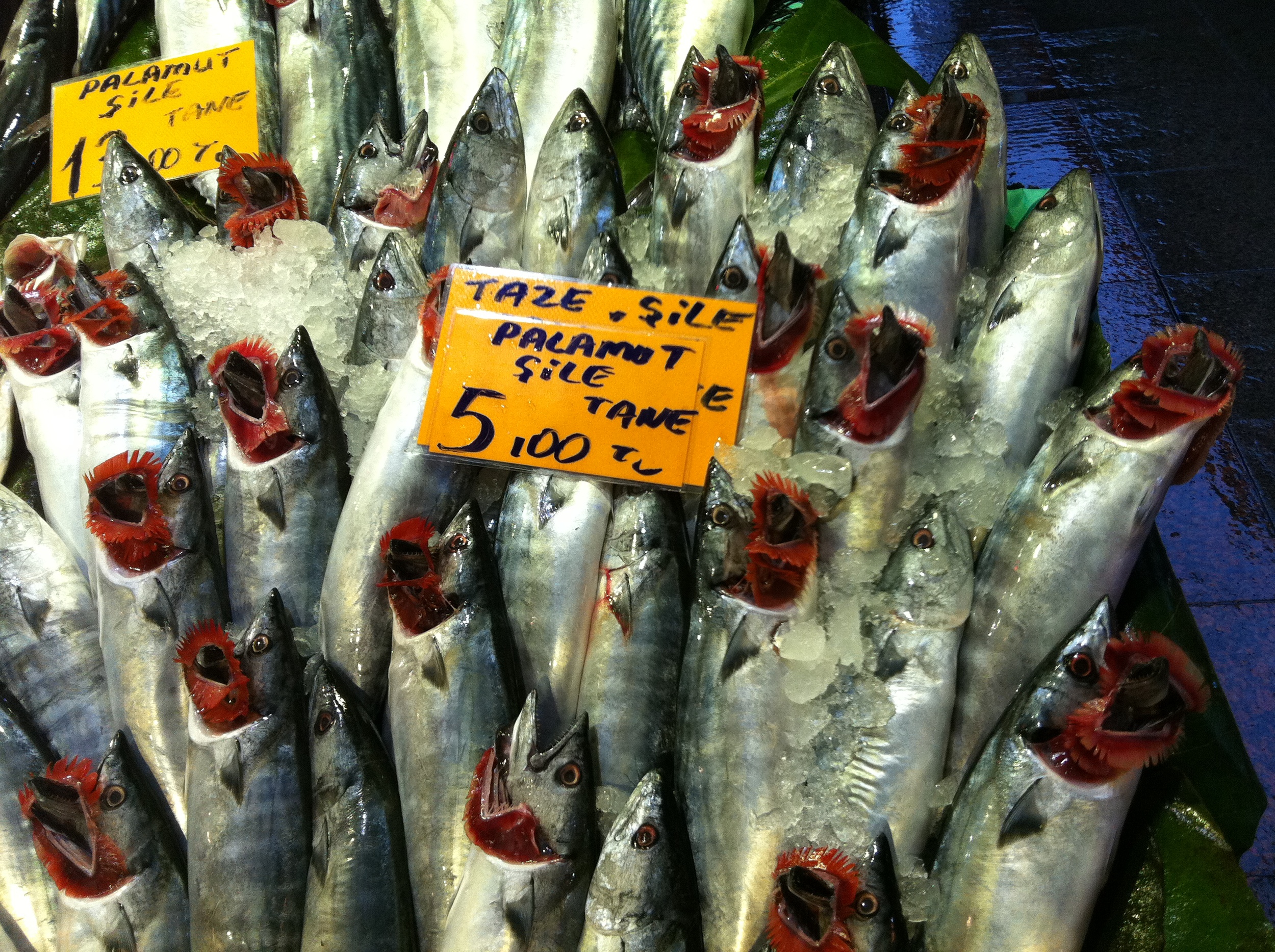 Palamut/bonito, Kadikoy fish market   --   Istanbul, Turkey
