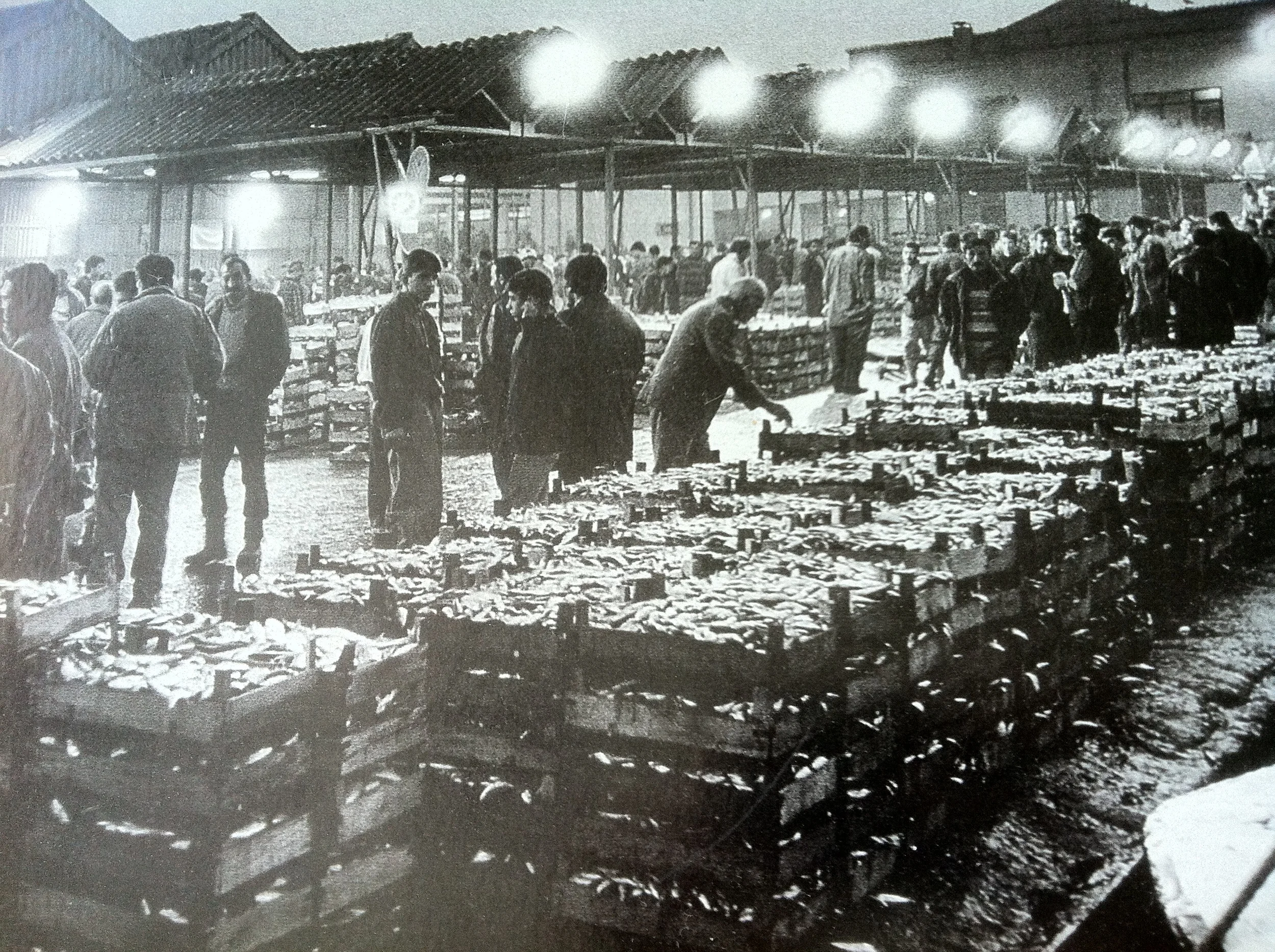 Istanbul fish market, 1970s. In the halls of Istanbul University's fisheries’ department   --   Istanbul, Turkey