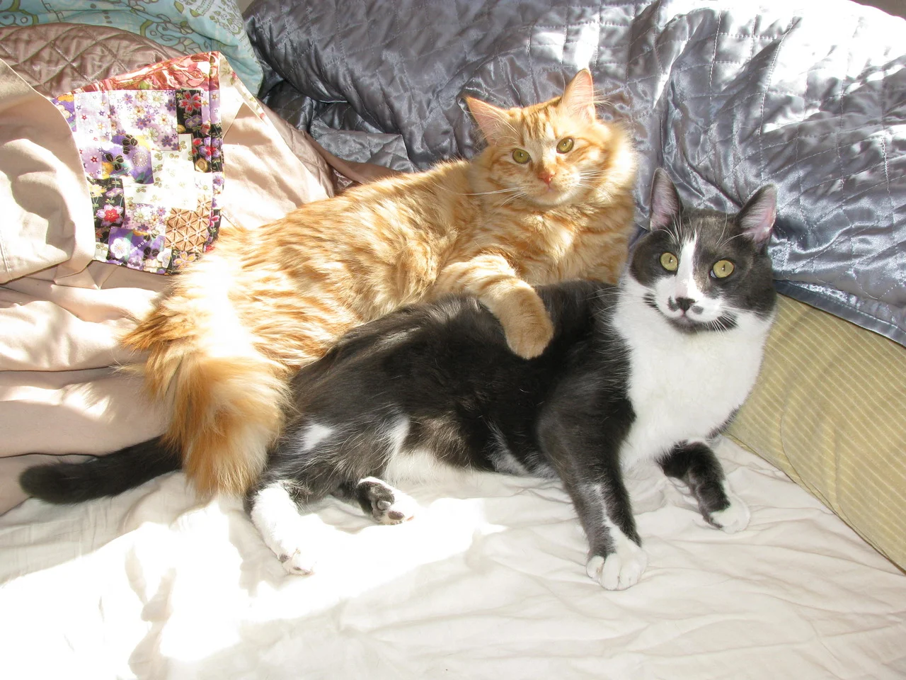 My Cats are close. I support the male-feline right to marry.