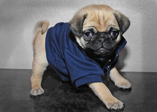 strike a pose.
fuckyeahdogs:

(via fuckyeahpugs)