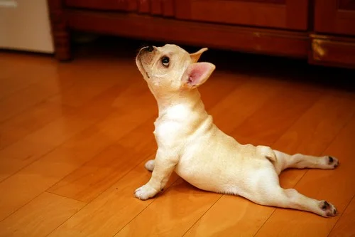 cjanerun:

I do puppy yogaVia Imgfave