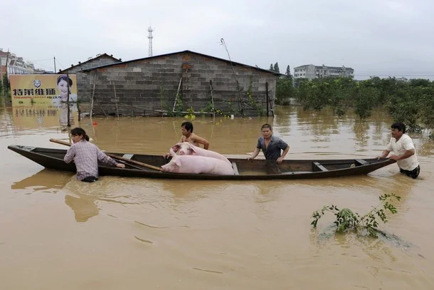 Farmers push a boat carrying their pigs at a flooded area in Lanxi city, Zhejiang province June 20, 2011. Torrential rain across southern and eastern China which has killed more than 100 people and triggered the evacuation of half a million has lef…