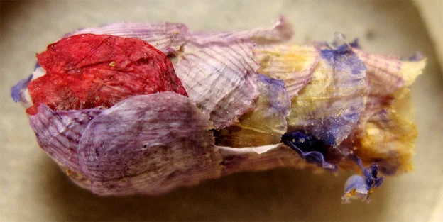 soupsoup:

bebelestrange:

Scientists have recently discovered a rare, solitary type of bee that makes tiny little nests by plastering together flower petals. Each nest is a multicolored, textured little cocoon - a papier-mache husk surrounding a si…