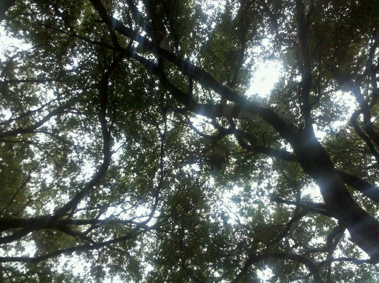 Wildwood Canyon. Thousand Oaks, CA.
I like trees.