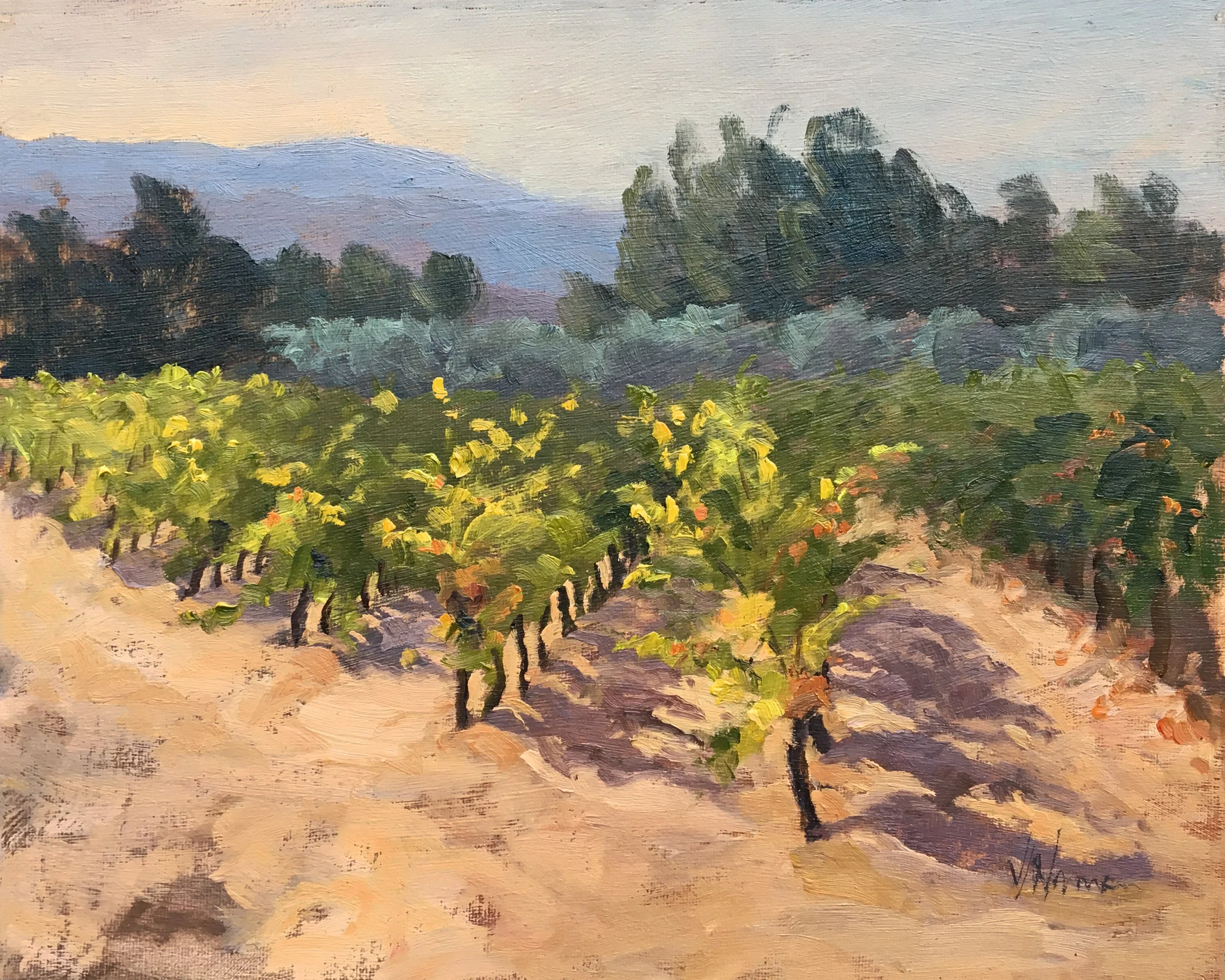 Morning Sunshine in the Vineyard