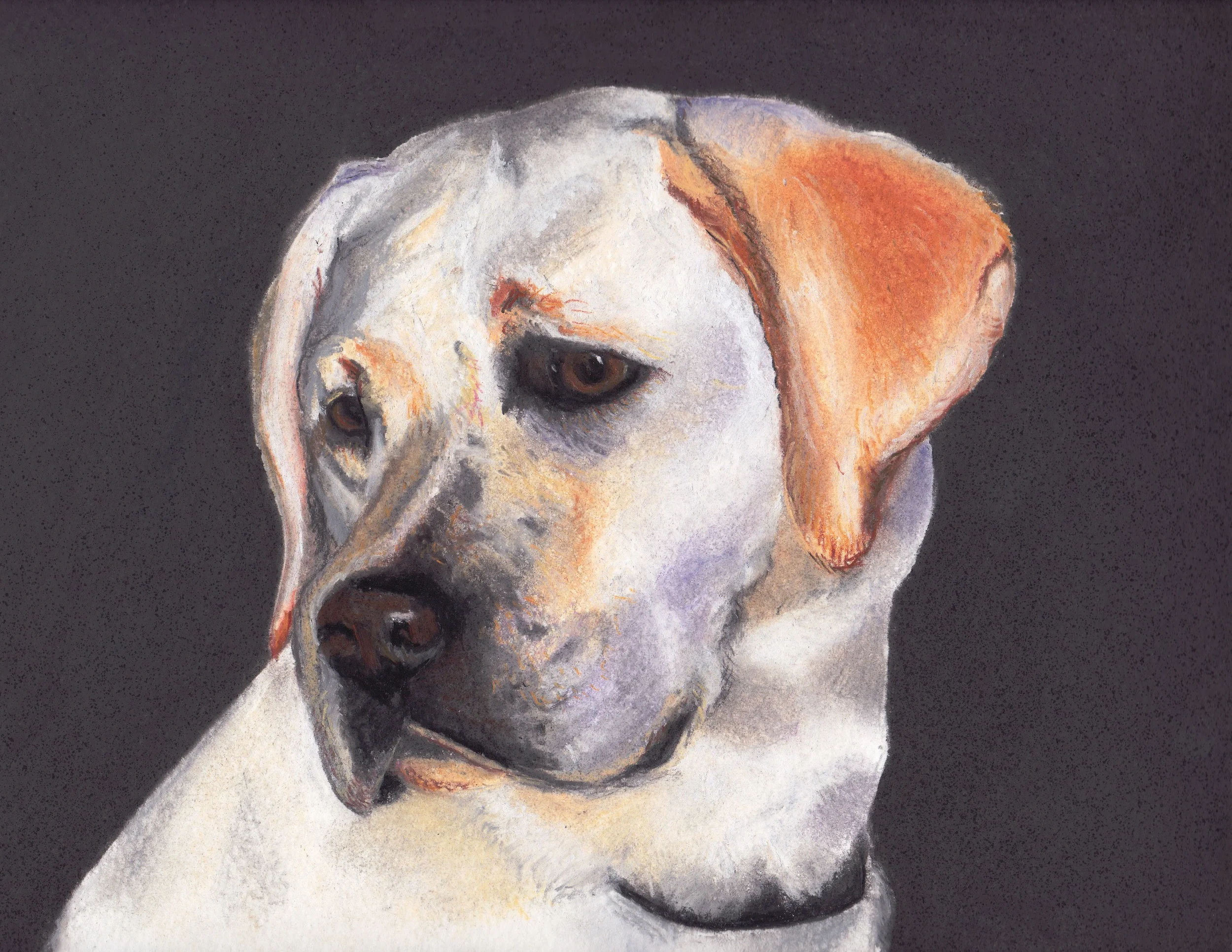 Yellow Lab