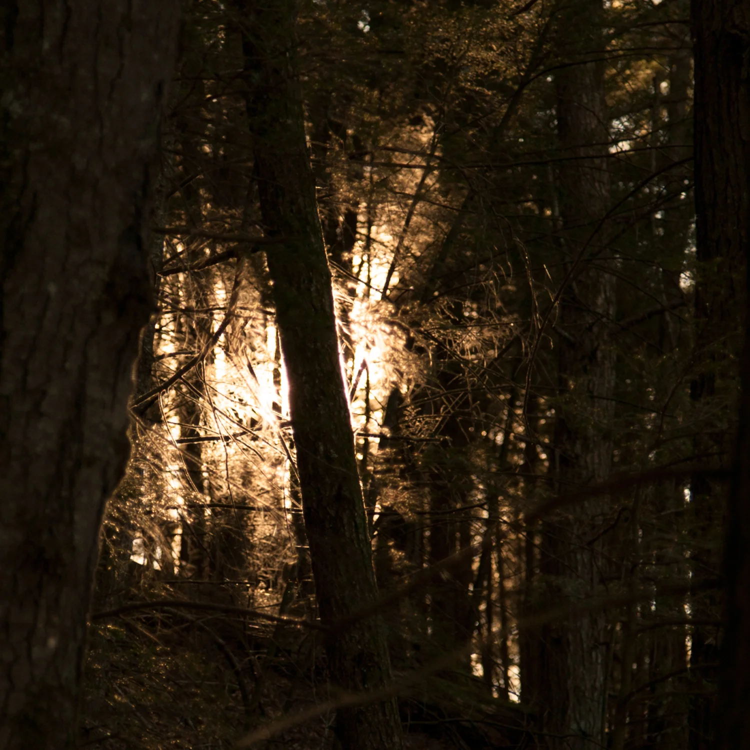 web-of-light.jpg