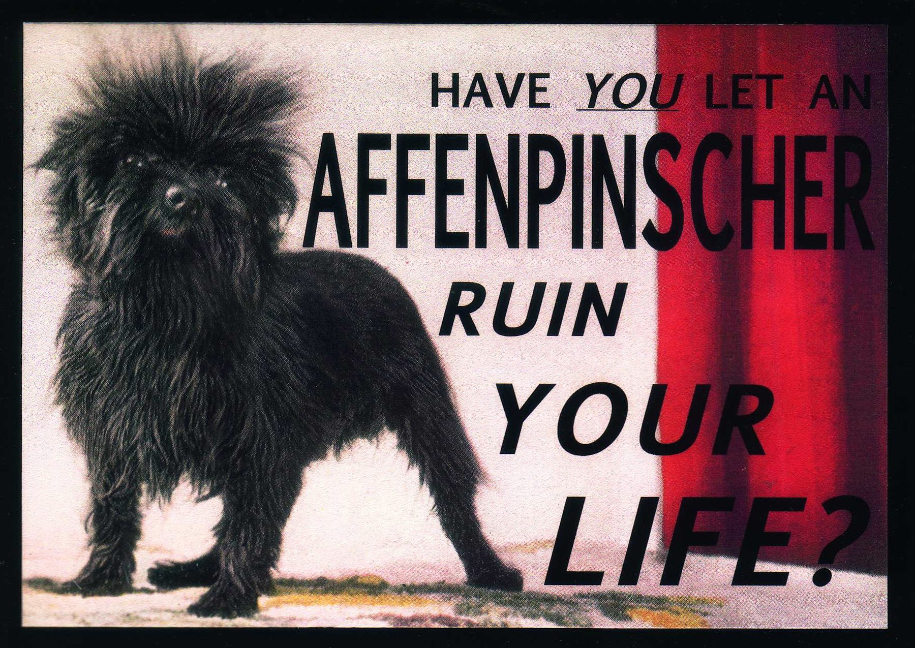 affenpinscher_386.jpg