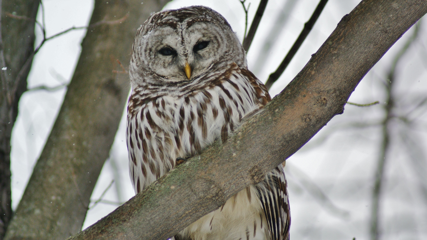 Bubo the owl Photo credit - Anne Philpot