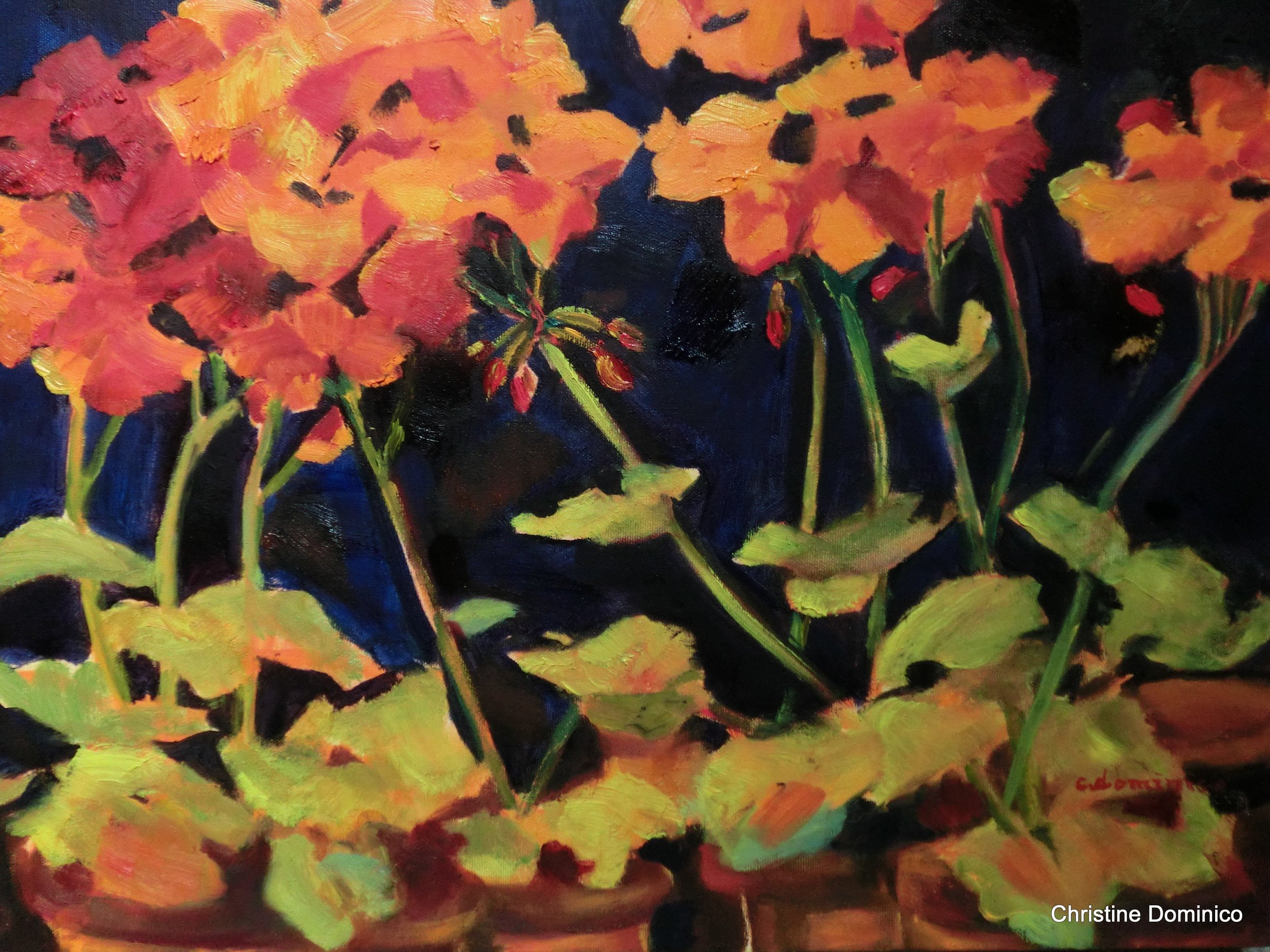 Geraniums