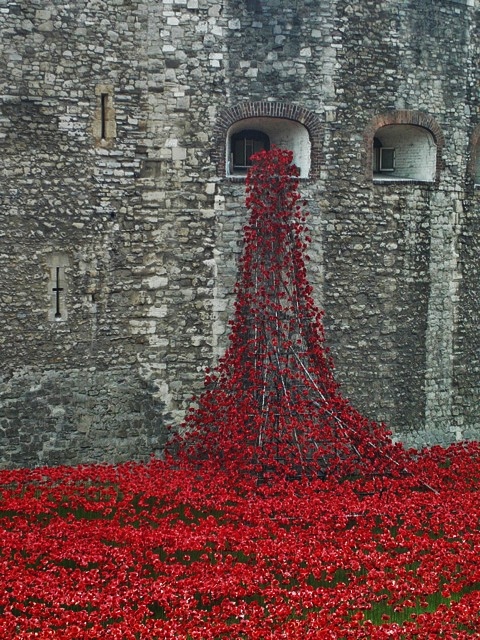 Photo Credit - Poppies at the Tower of London by Penny Mountain