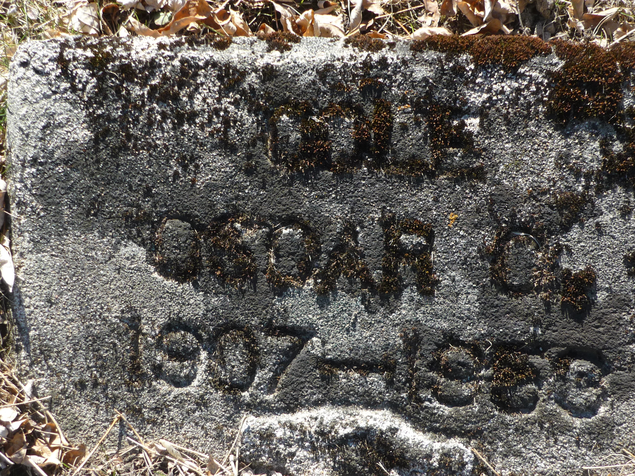 Gravestone in Marmora cemetery disappearing under moss By Cathie JOnes