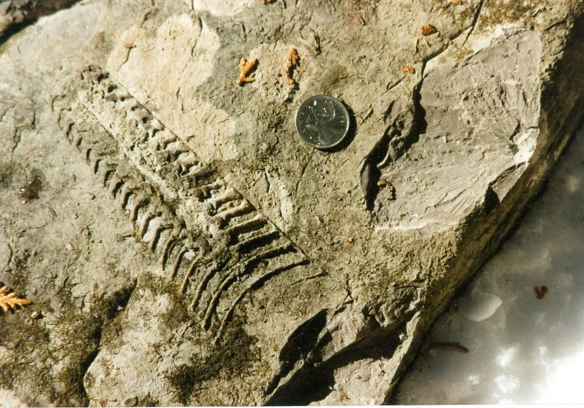 Nayler's Common fossil (Cephlapod).jpg