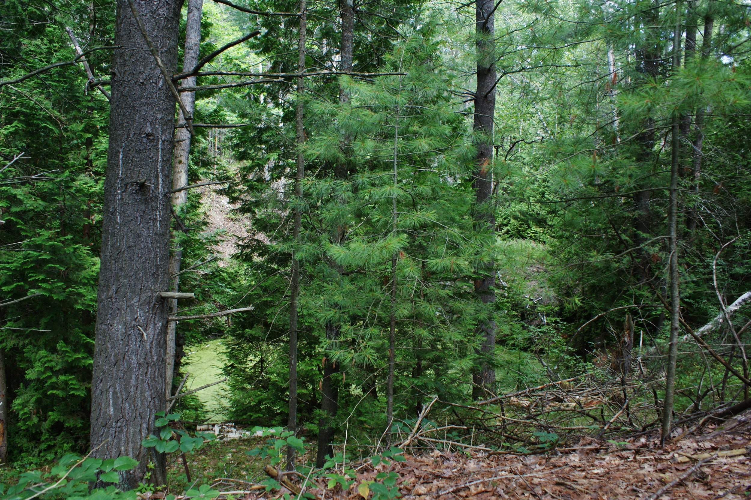 The upper pit as shown aboveas of 2015, grown over (Private property)