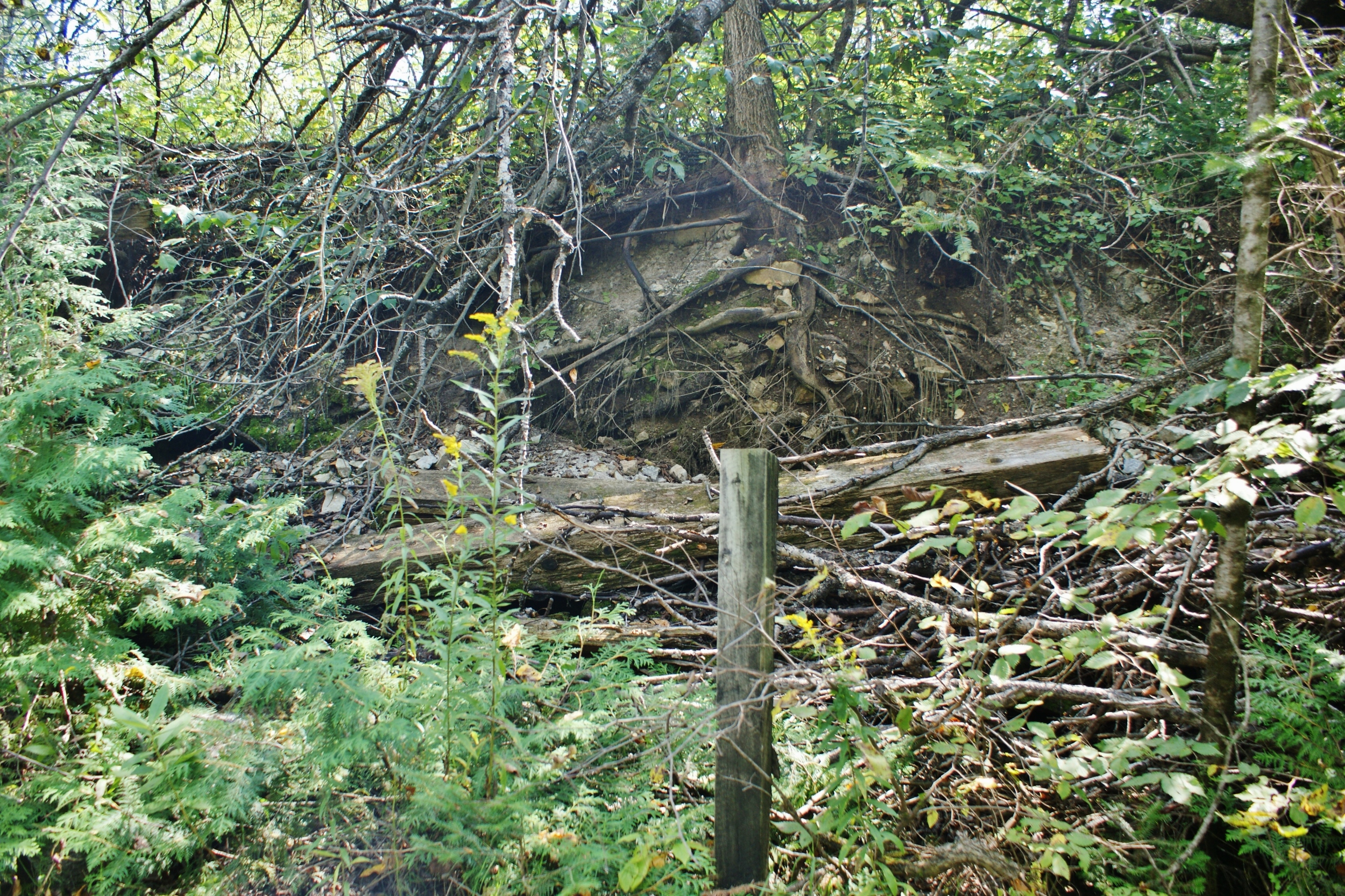 The remainder of the platform of the Malone station, the first stop north of Marmora on the Central Ontario Railway.