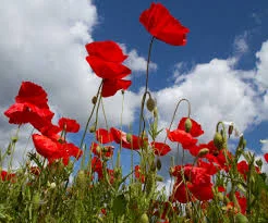 POPPIES.jpg