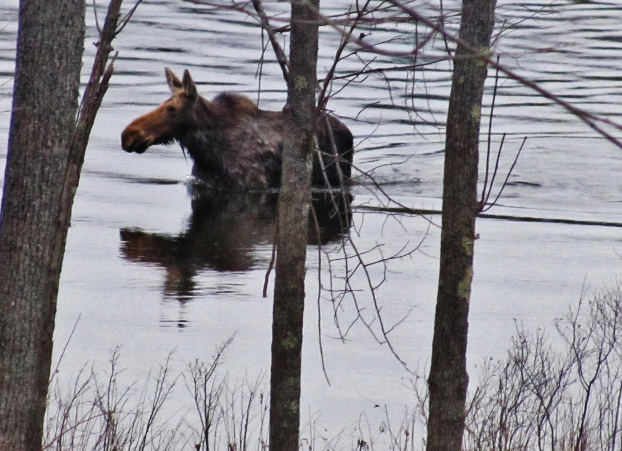 Photos by Wayne Vanvolkenburg taken outside his house on the Crowe River
