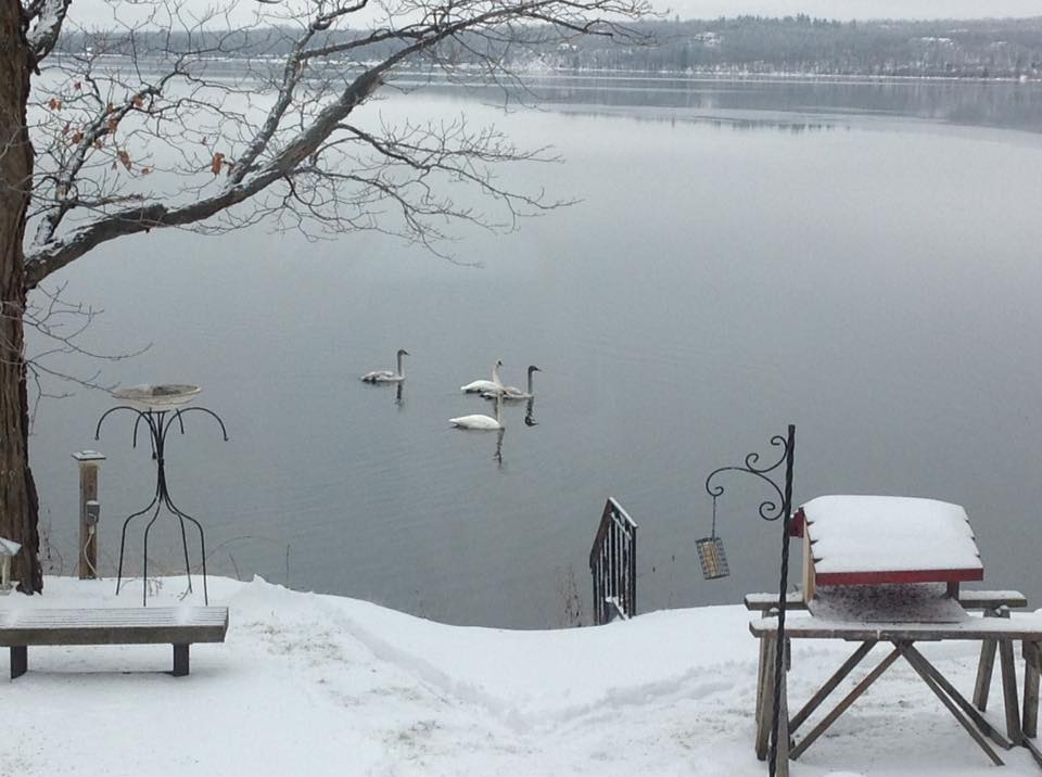 Photo of Crowe Lake by Celia Murray