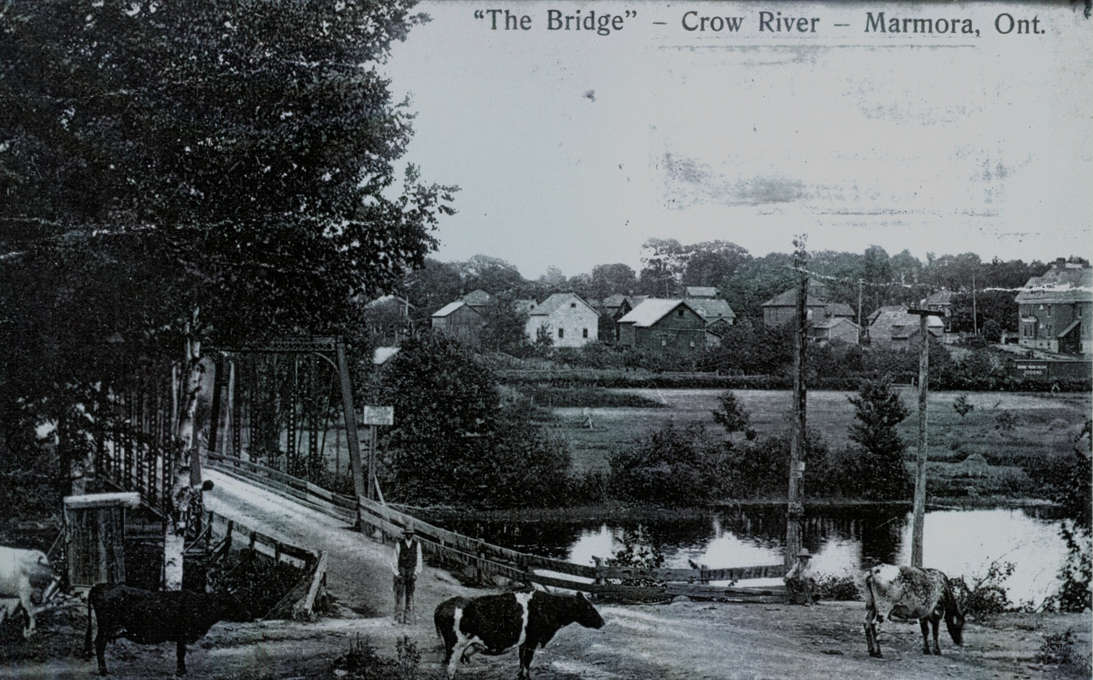 Photo of Ike Wright guarding the cows at the bridge over the Crowe Riverin 1908
