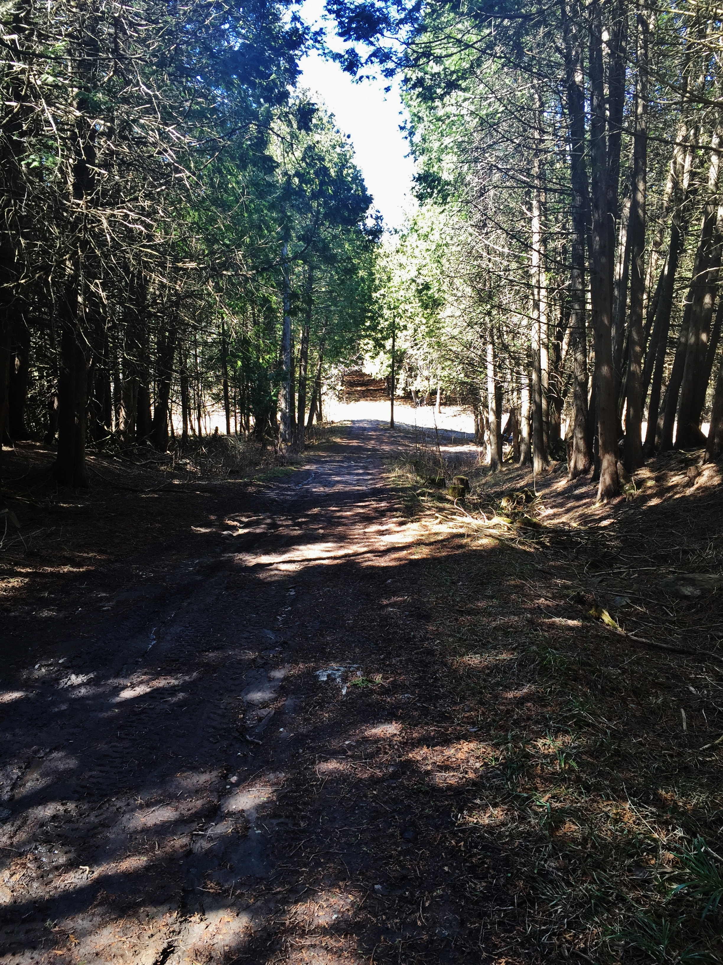 Old road bed, grown over, heading north in concession 5 was discovered by the owner of the property and restored.