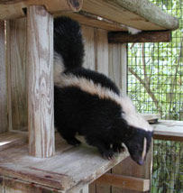 350x700px-LL-714792f9_Skunk01.jpeg