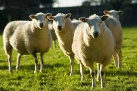 SHEEP.jpg