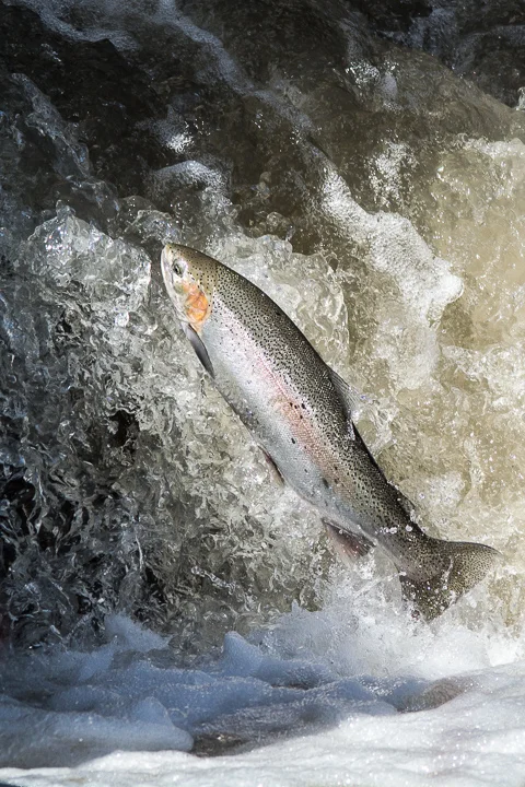 rainbow trout at the fish ladder in Ganaraska River - Port Hope