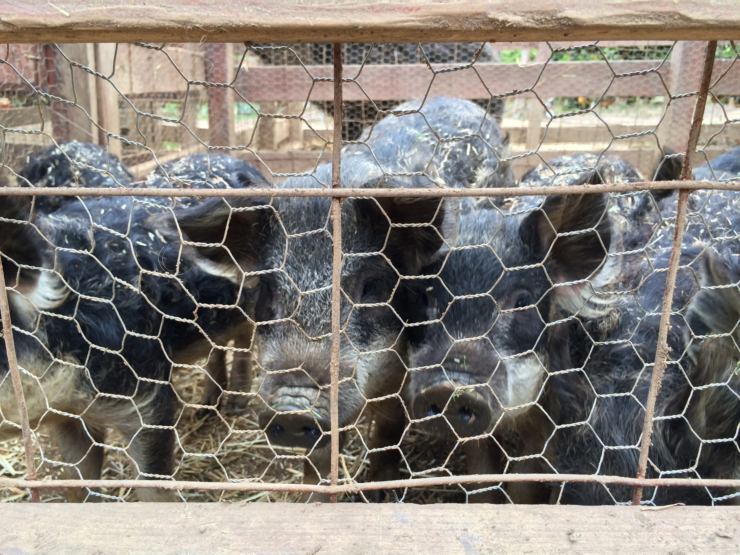 TG Day Pt Loma54.JPG