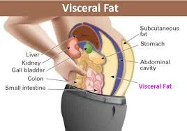 visceral fat.jpg