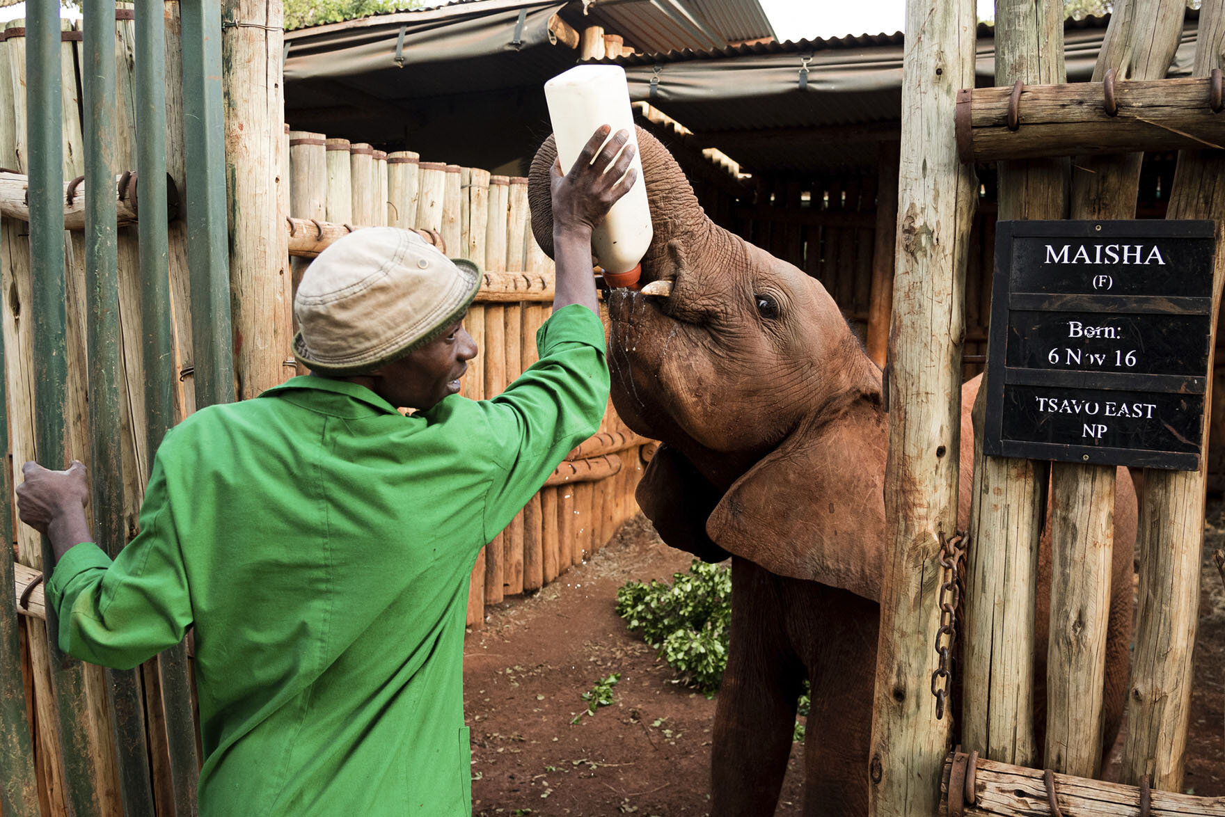A baby elephant being hand fed a bottle of milk at the Sheldrick Elephant Orphanage in Nairobi, Kenya