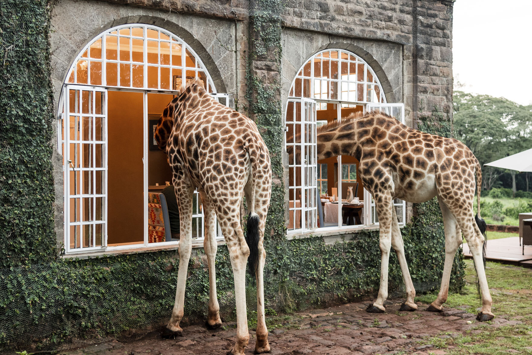 Two Rothschilds giraffes poking their heads inside the windows of  Giraffe Manor in Nairobi