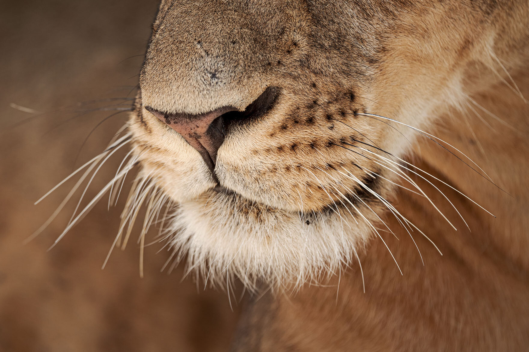 An extreme close up of a lioness' mouth