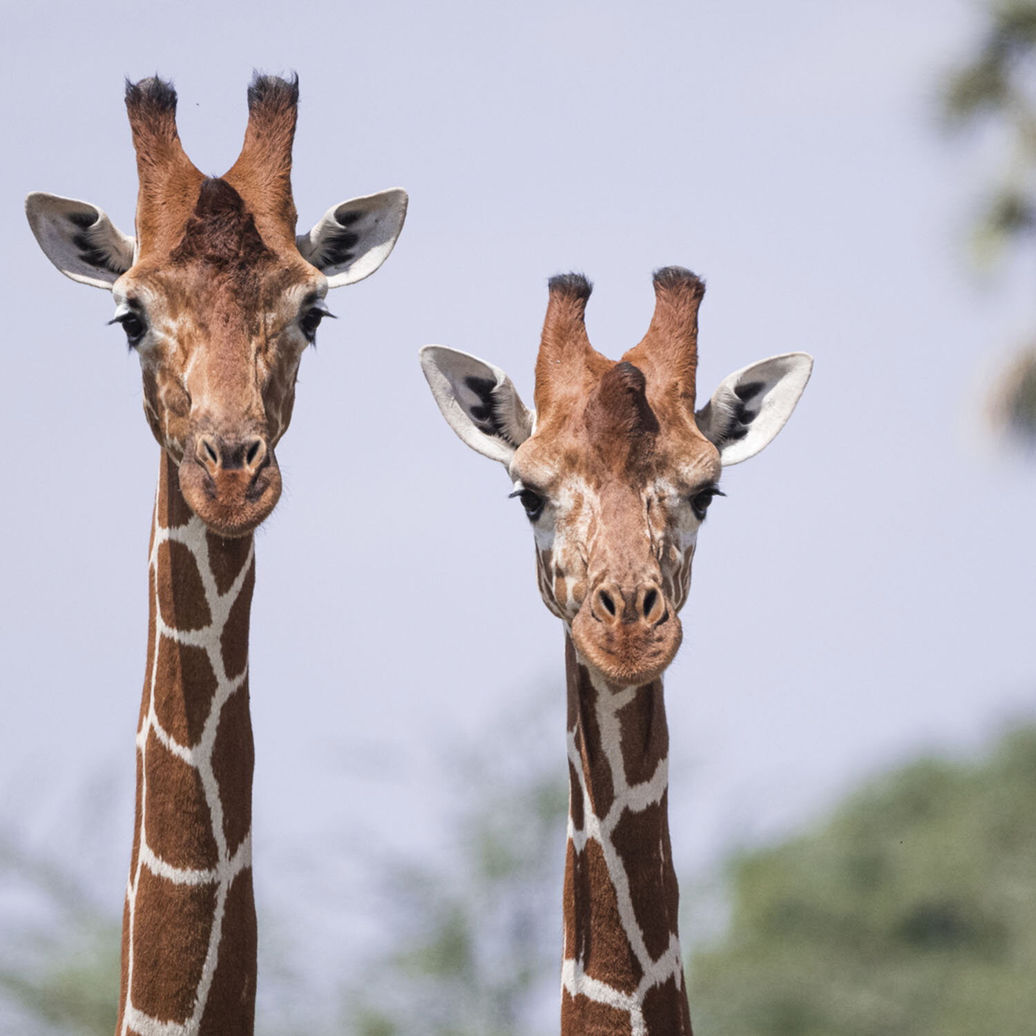 Two Rothschilds giraffes standing side by side at the Giraffe Manor in Nairobi.